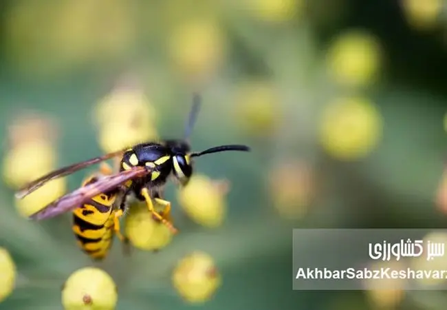 اگر زنبورها ناپدید شوند، کشاورزی فرو می‌ریزد