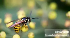 اگر زنبورها ناپدید شوند، کشاورزی فرو می‌ریزد