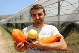 کاشت میوه های استوایی به جای زیتون در سیسیلی، ایتالیا