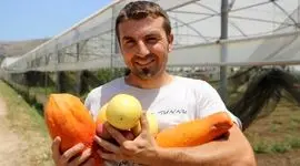 کاشت میوه های استوایی به جای زیتون در سیسیلی، ایتالیا