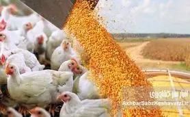 زنگ خطر در بازار مرغ؛ اختلال نهاده‌های دامی در آستانه تبدیل‌شدن به بحران امنیت غذای
