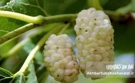 آیا می‌دانستید این میوه می‌تواند حال شما را خوب کند؟ خواص توت سفید برای ذهن و بدن!