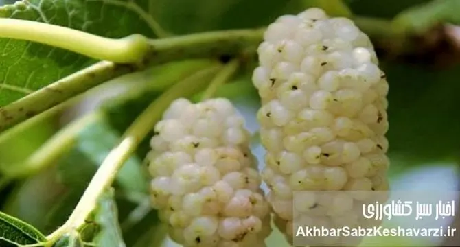 آیا می‌دانستید این میوه می‌تواند حال شما را خوب کند؟ خواص توت سفید برای ذهن و بدن!