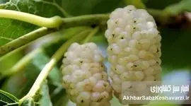آیا می‌دانستید این میوه می‌تواند حال شما را خوب کند؟ خواص توت سفید برای ذهن و بدن!