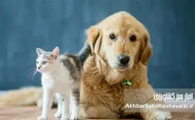 حیوانات خانگی؛ راز سالمندی سالم و داشتن ذهنی فعال