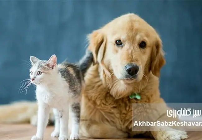 حیوانات خانگی؛ راز سالمندی سالم و داشتن ذهنی فعال