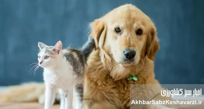 حیوانات خانگی؛ راز سالمندی سالم و داشتن ذهنی فعال