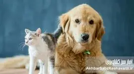حیوانات خانگی؛ راز سالمندی سالم و داشتن ذهنی فعال