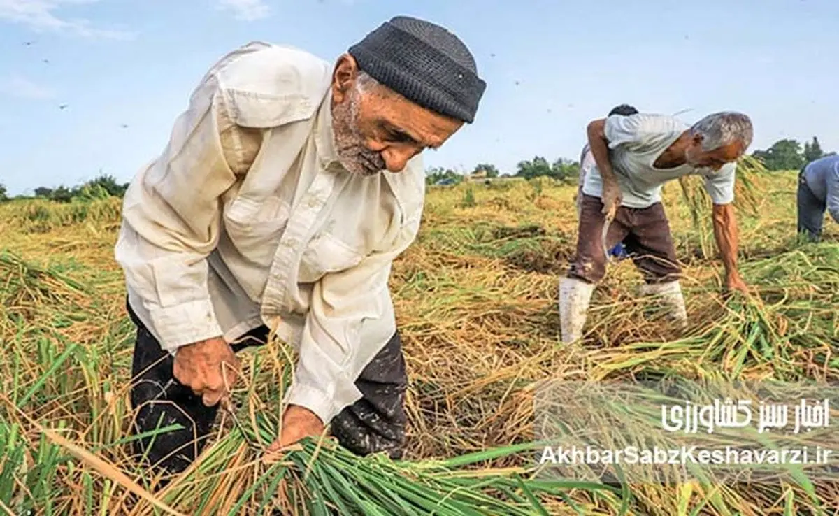 نجات کشاورزی ایران؛ راهکارهای نوین برای پایداری و بهرهوری آب در مواجهه با چالشهای اقلیمی