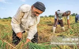 ​نجات کشاورزی ایران؛ راهکارهای نوین برای پایداری و بهره‌وری آب در مواجهه با چالش‌های اقلیمی
