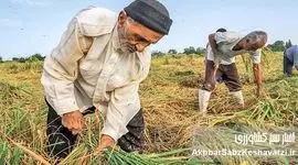 ​نجات کشاورزی ایران؛ راهکارهای نوین برای پایداری و بهره‌وری آب در مواجهه با چالش‌های اقلیمی