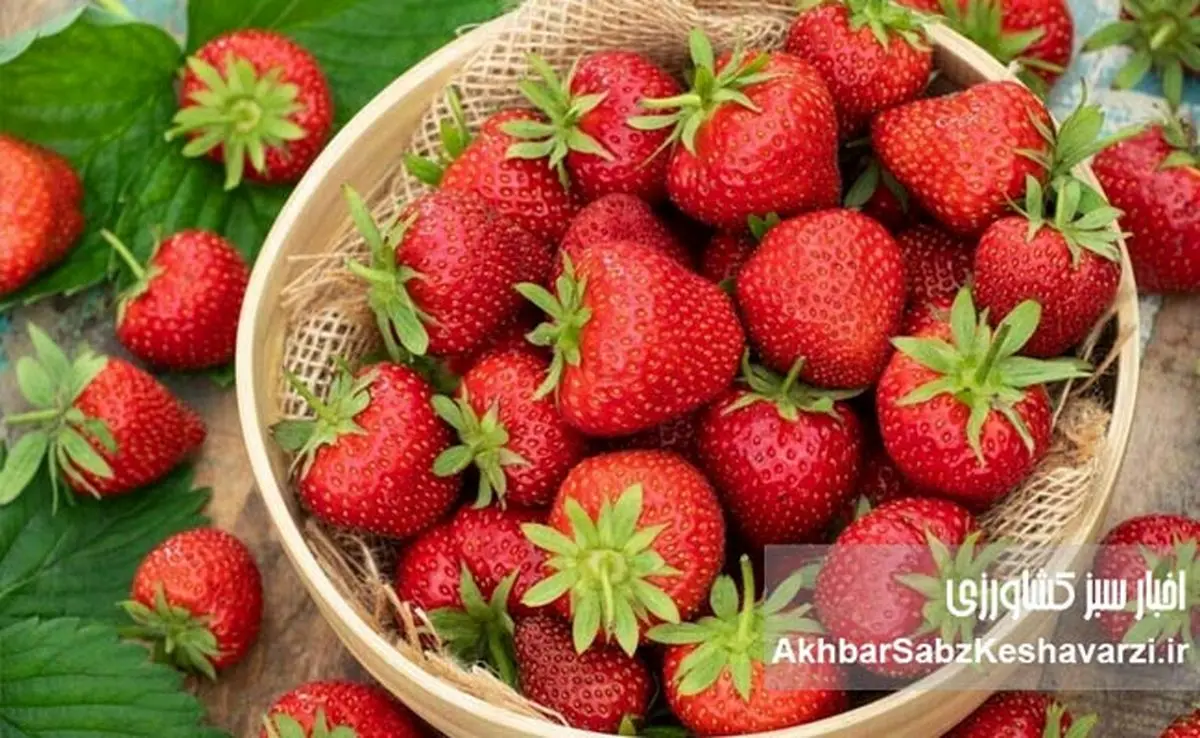 راز تلخ توت‌فرنگی‌های امروزی؛ چرا دیگر مزه گذشته را ندارند؟