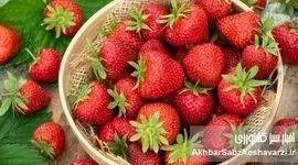 راز تلخ توت‌فرنگی‌های امروزی؛ چرا دیگر مزه گذشته را ندارند؟