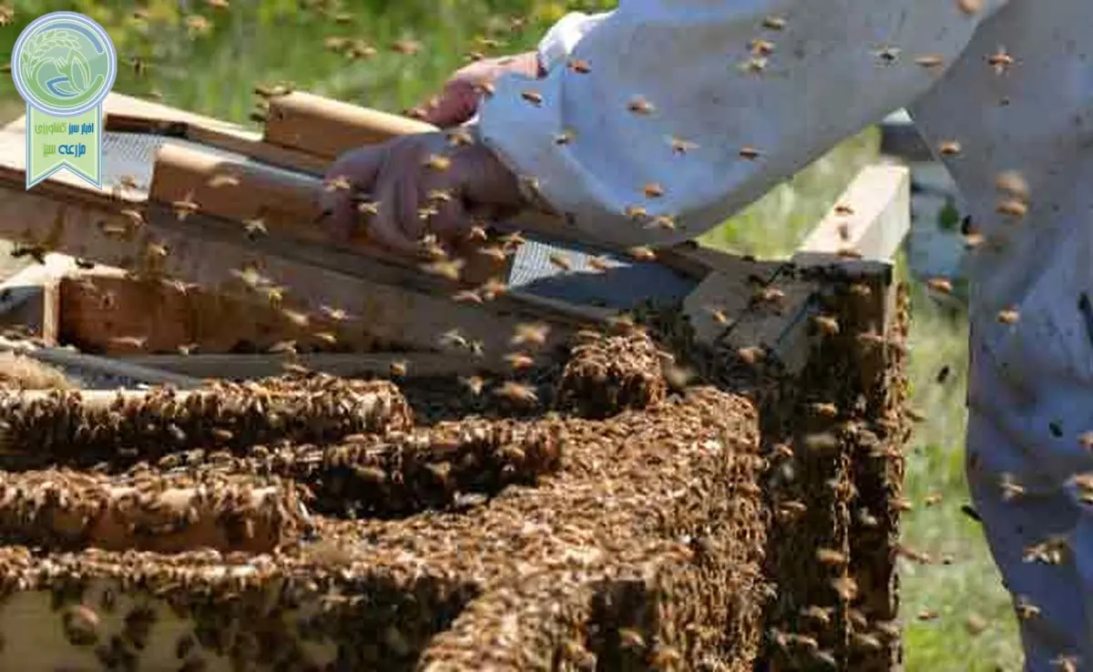 صنعت زنبورداری رو به ورشکستگی

