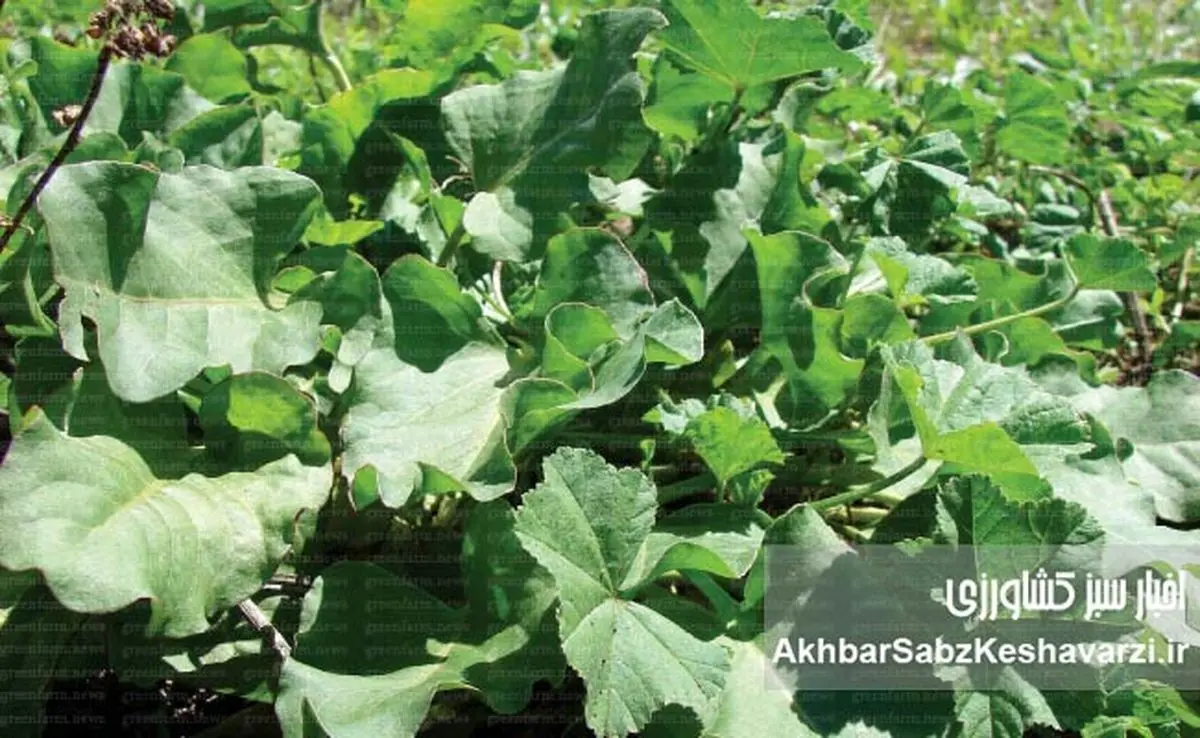 گیاهان بومی؛ راه‌حل فراموش‌شده‌ای که می‌تواند بحران اقلیم را مهار کند