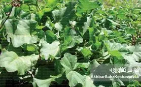 گیاهان بومی؛ راه‌حل فراموش‌شده‌ای که می‌تواند بحران اقلیم را مهار کند