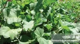 گیاهان بومی؛ راه‌حل فراموش‌شده‌ای که می‌تواند بحران اقلیم را مهار کند