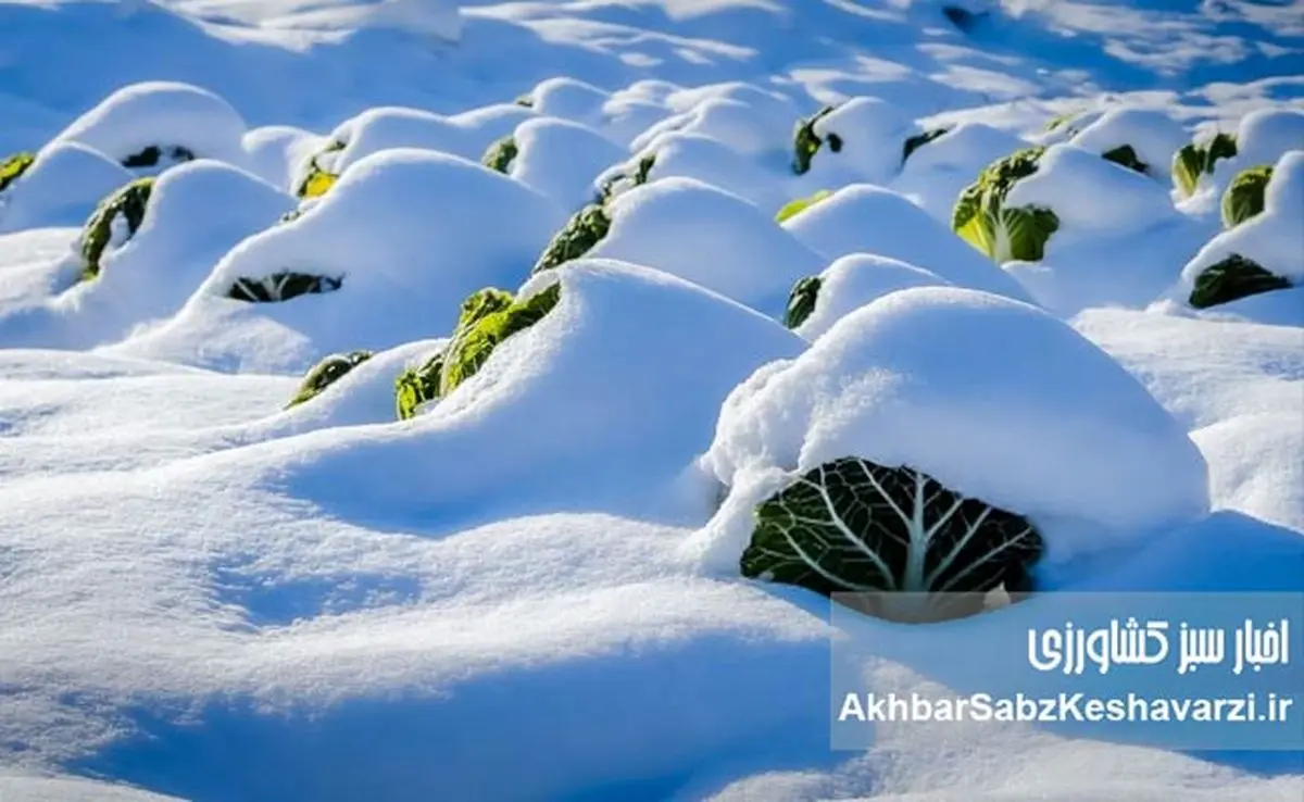 محصولاتی که در زمستان ارزش غذایی بیشتری دارند؟