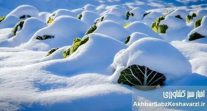 محصولاتی که در زمستان ارزش غذایی بیشتری دارند؟