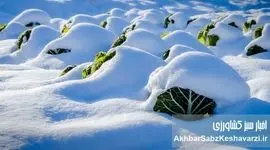 محصولاتی که در زمستان ارزش غذایی بیشتری دارند؟