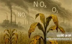 آلودگی هوا بلای جان کشاورزی؛ زنگ خطر برای امنیت غذایی