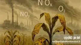 آلودگی هوا بلای جان کشاورزی؛ زنگ خطر برای امنیت غذایی