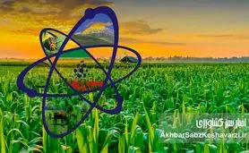 فناوری هسته‌ای در کشاورزی؛ از بذر تا سفره، تحولی در تولید برنج ایران
