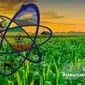 فناوری هسته‌ای در کشاورزی؛ از بذر تا سفره، تحولی در تولید برنج ایران