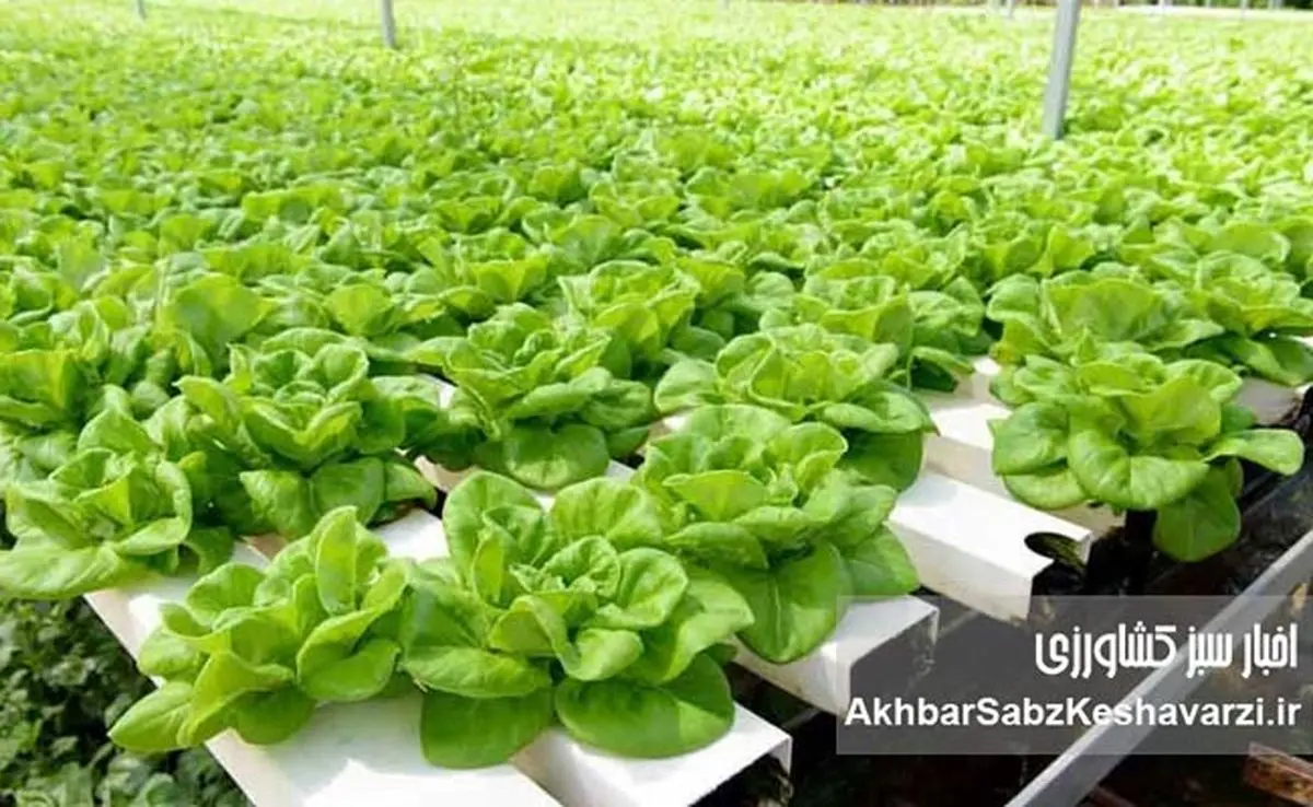 جهش کشاورزی با کشت بدون خاک و گلخانه‌های هوشمند