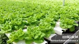 جهش کشاورزی با کشت بدون خاک و گلخانه‌های هوشمند