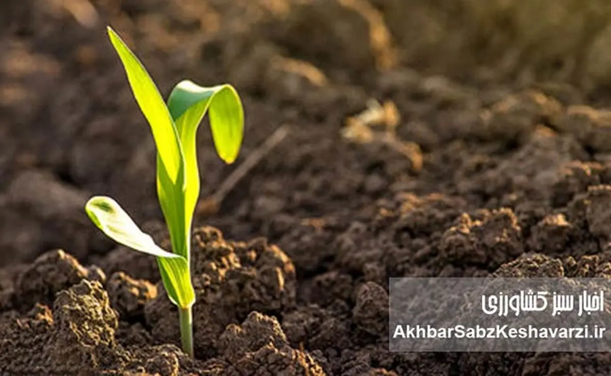 چرا «خاک سالم» یعنی «شهر سالم»؟ روایت روز جهانی خاک+ ویدئو