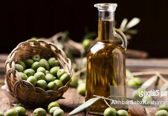 روغن زیتون هم فاسد می‌شود! راهنمای کامل نگهداری روغن زیتون برای حفظ کیفیت