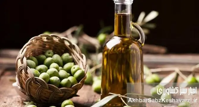 روغن زیتون هم فاسد می‌شود! راهنمای کامل نگهداری روغن زیتون برای حفظ کیفیت