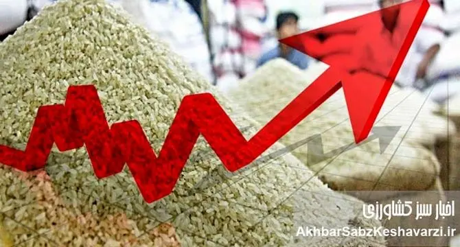 افزایش قیمت برنج ایرانی؛ چرا وعده‌های وزیر محقق نشد؟ +جدول جدید قیمت‌ها
