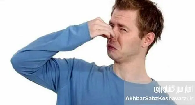 ۴ گروه غذایی که باعث بوی بدن می‌شوند+ راهکارهای خنثی‌سازی