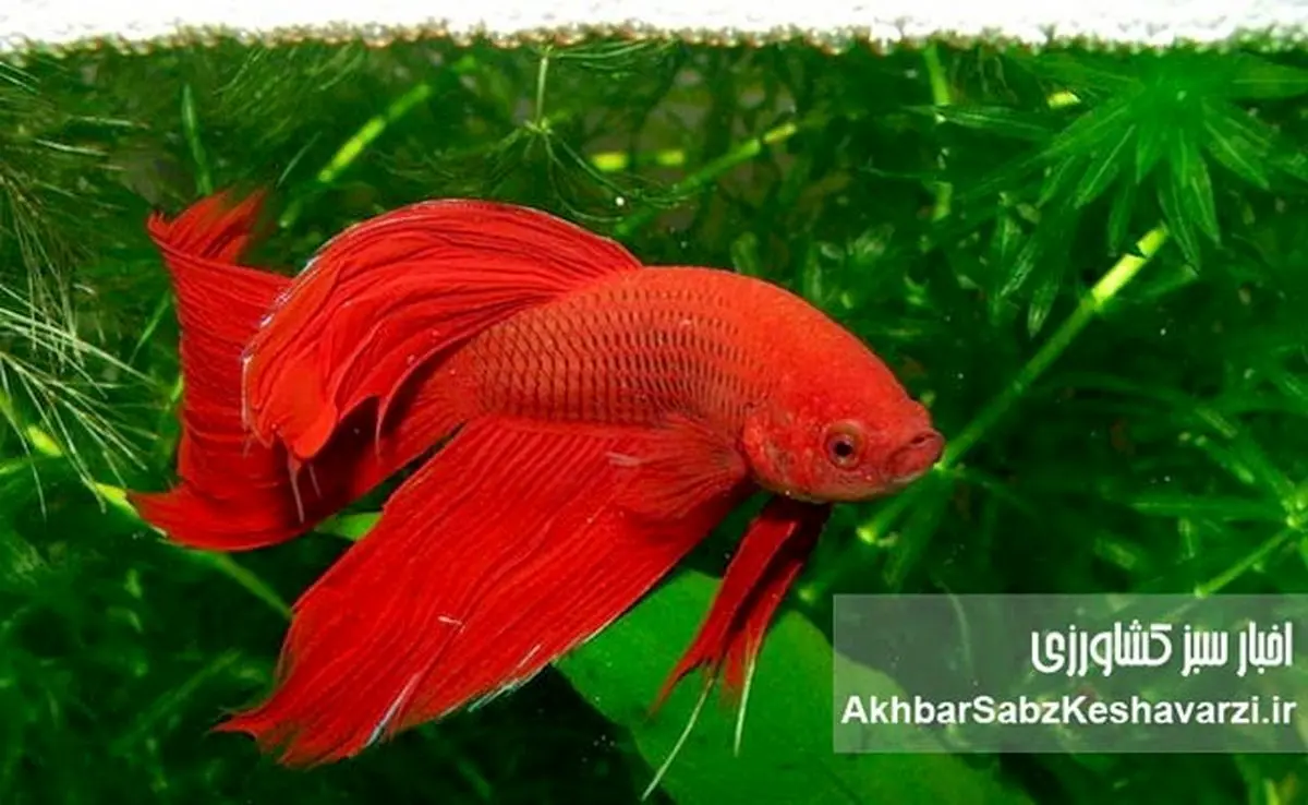 اهمیت پرورش ماهیان زینتی در ایران: فرصت اشتغال‌زایی در فضای کوچک و قابل اجرا