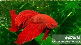 اهمیت پرورش ماهیان زینتی در ایران: فرصت اشتغال‌زایی در فضای کوچک و قابل اجرا