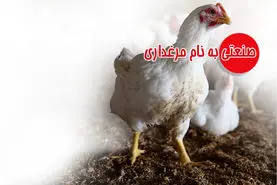 صنعتی به نام مرغداری

