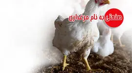 صنعتی به نام مرغداری

