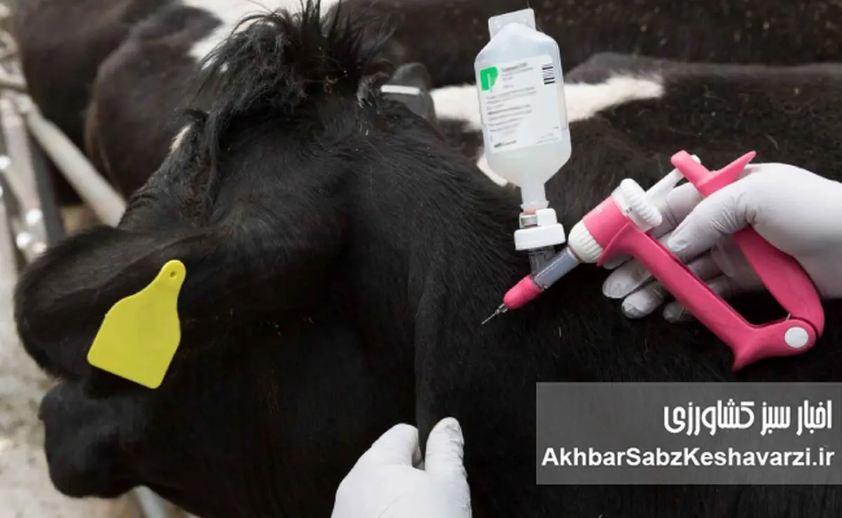 ورود ۲ میلیون دُز واکسن تب برفکی؛ کشور در آستانه ی  اعلام پایان بحران