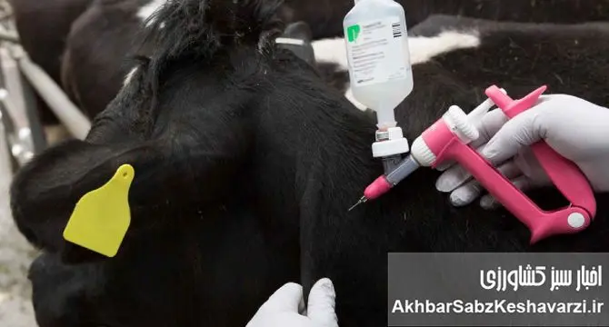 ورود ۲ میلیون دُز واکسن تب برفکی؛ کشور در آستانه ی  اعلام پایان بحران