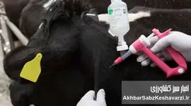 ورود ۲ میلیون دُز واکسن تب برفکی؛ کشور در آستانه ی  اعلام پایان بحران