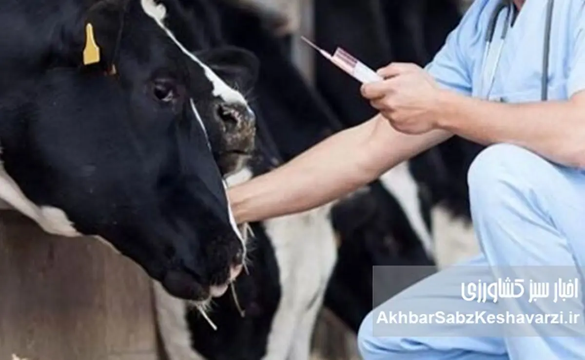 تب برفکی؛ وقتی واکسن به‌موقع رسید، اما غرامت هنوز پشت در مانده است