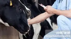 تب برفکی؛ وقتی واکسن به‌موقع رسید، اما غرامت هنوز پشت در مانده است