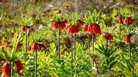 چیدن لاله واژگون، تهدیدی جدی برای زیبایی و بقای دشت‌های ایران+ ویدئو