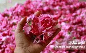 مشکلات گردشگری کاشان؛ شهر گلاب، گل دارد اما آب و برق و رمق گردشگری نه!