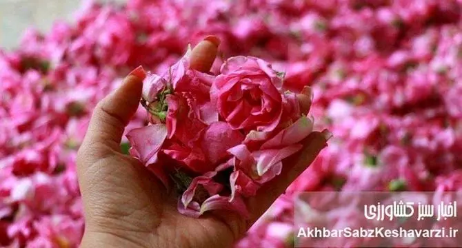 مشکلات گردشگری کاشان؛ شهر گلاب، گل دارد اما آب و برق و رمق گردشگری نه!