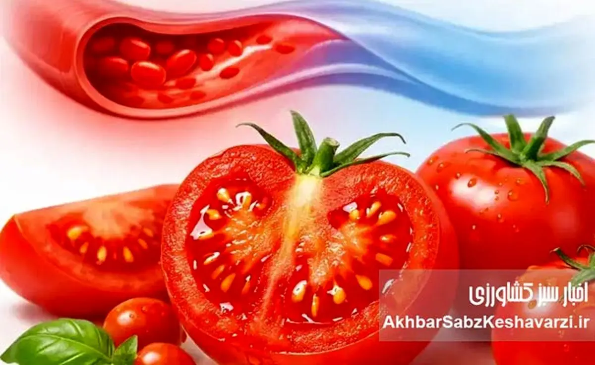 گوجه‌فرنگی چگونه فشار خون را پایین می‌آورد؟ یافته‌های تازه