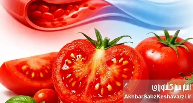 گوجه‌فرنگی چگونه فشار خون را پایین می‌آورد؟ یافته‌های تازه
