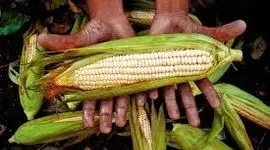 پیروزی ایالات متحده علیه مکزیک بر سر ممنوعیت ذرت اصلاح شده ژنتیکی